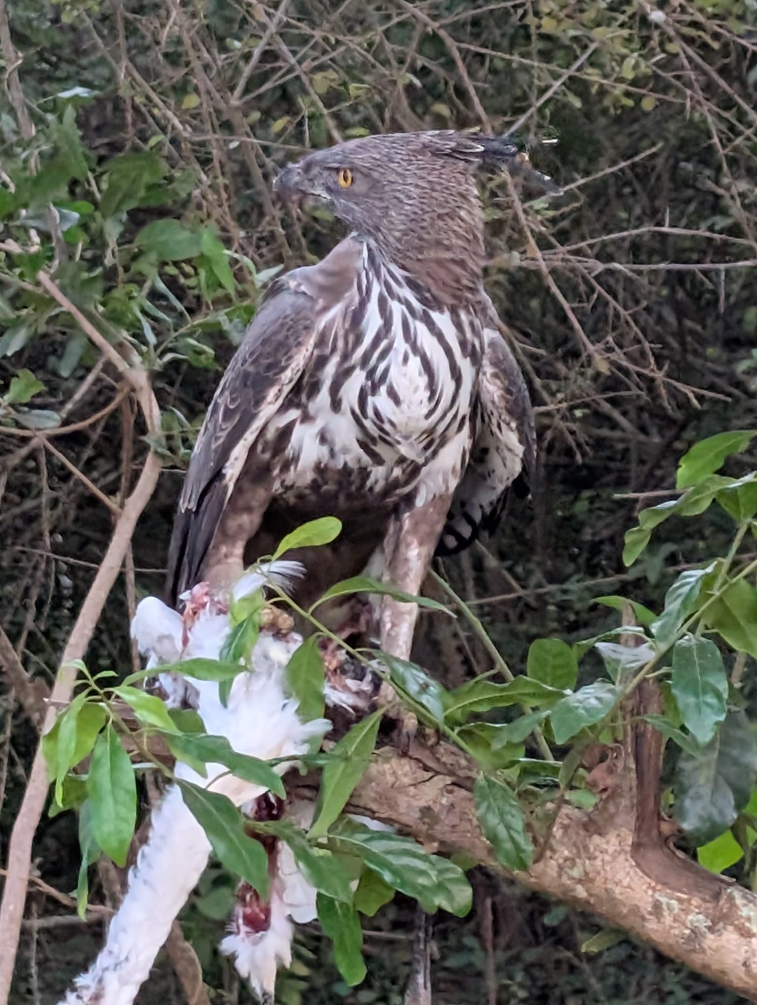 Yala National Park